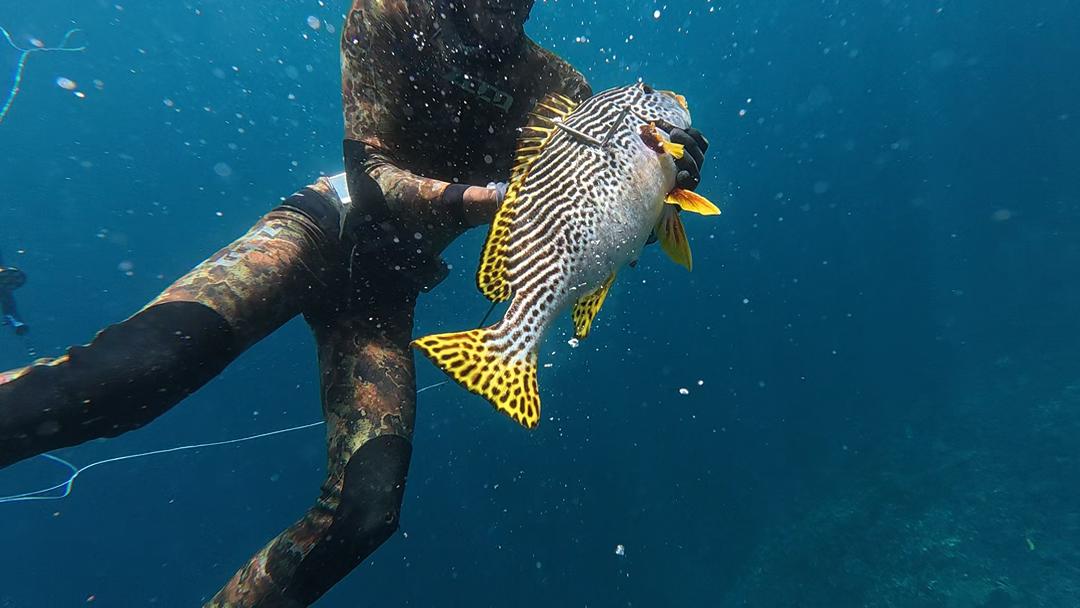 Underwater spearfishing action shot